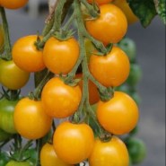 tomatini-goldkrone